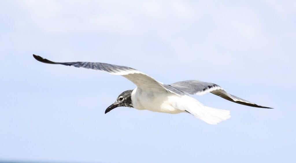 The Gaviota of Miami Beach