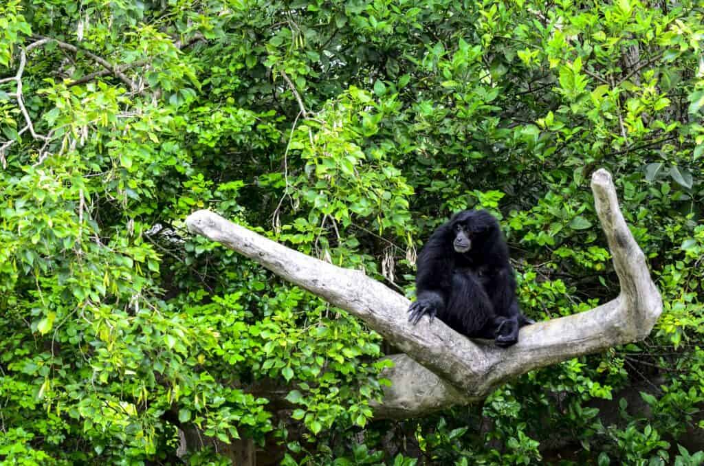 The Significance of Monkeys in Zoo Miami